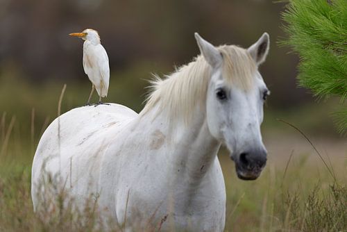 Camargue paard met koereiger