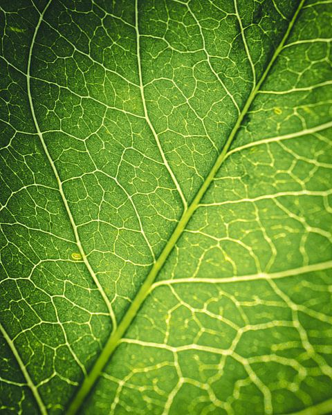 Blatt des Baumes von Jan