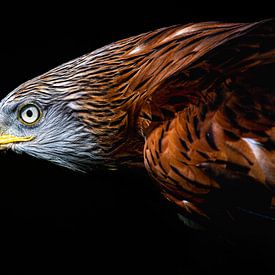 portrait of a red kite by Ed Klungers