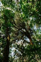 Nevelwoud Monteverde | Botanische reisfotografie | Costa Rica | Wall art print