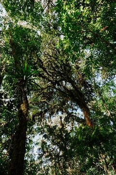 Nebelwald Monteverde | Botanische Reisefotografie | Costa Rica | Wandkunstdruck von Alblasfotografie