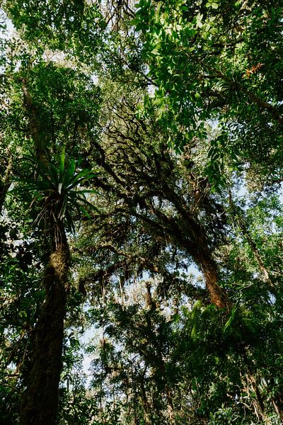 Forêt nuageuse de Monteverde | Photographie botanique de voyage | Costa Rica | Tirage d'art mural par Alblasfotografie