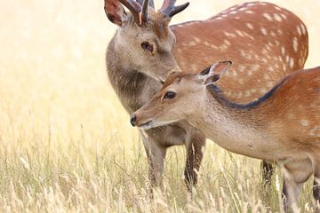 Cerf en peluche sur Heike Hultsch