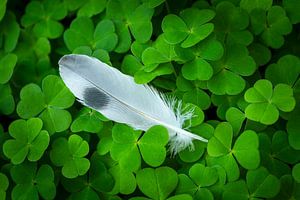 Une petite plume parmi des feuilles de trèfle