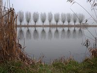 Wilgen