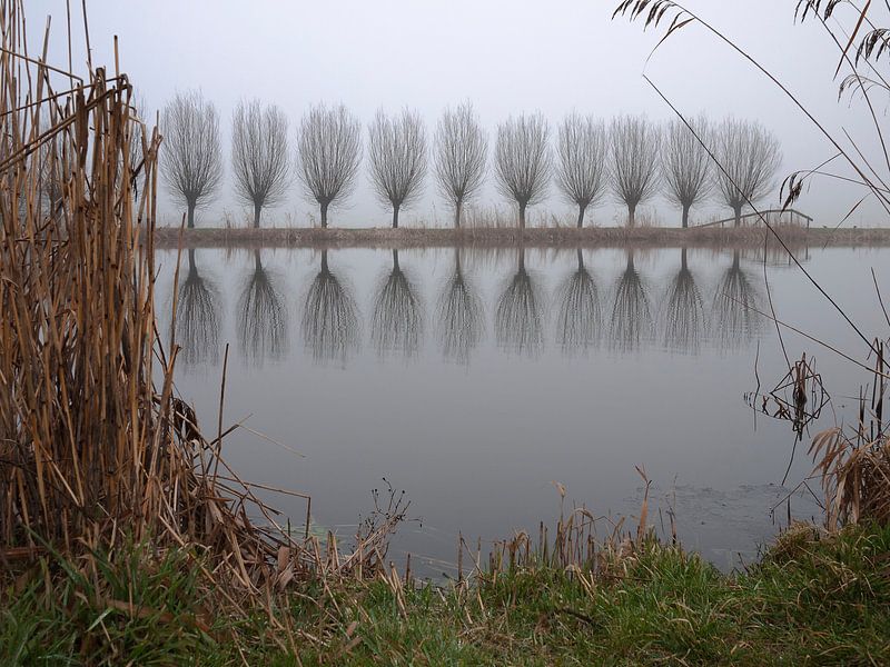 Willows by Steven Boelaars