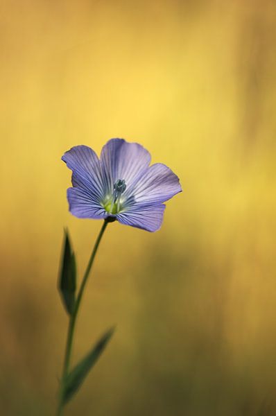 flax by Margriet Louwen