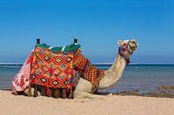 Dieses farbenfrohe Kamel liegt am Strand am Meer in Hurghada, Ägypten. von Ben Schonewille Miniaturansicht