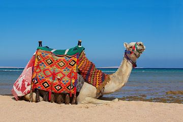 Deze kleurrijke kameel ligt op het strand bij zee in Hurghada in Egypte