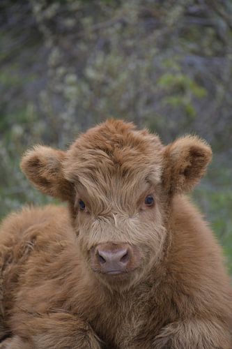 Schotse hooglanders kalfje