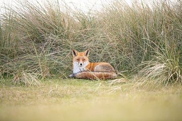 Fuchs im AWD | Wildtierfotografie von Nanda Bussers