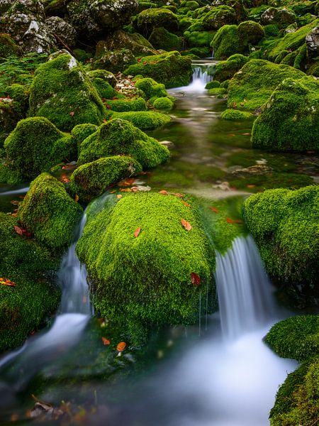 Lit de rivière vert par Denis Feiner