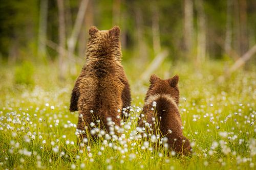 Wat is daar aan de hand?