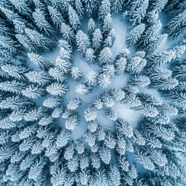 Forêts de sapins couvertes de neige sur Poster Art Shop