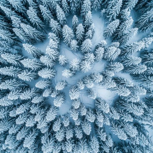 Besneeuwde sparrenbossen