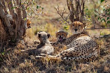 kleiner gähnender Gepard von Peter Michel