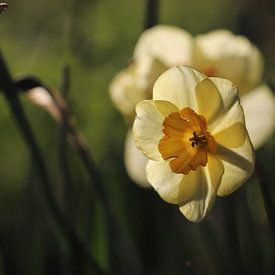 Narzissen von Linda de Klein