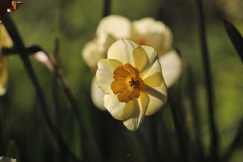 Narcissen