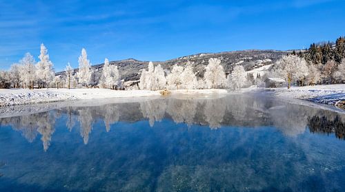 Arbres d'hiver sur le terrain de golf