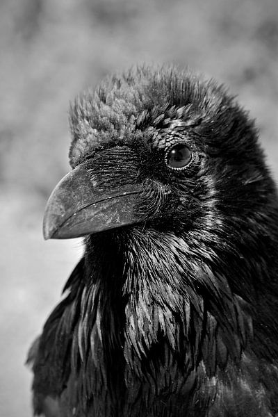 Portret van een raaf in zwart-wit - Adembenemende Natuurfotografie van Carolina Reina Photography