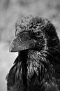 Portret van een raaf in zwart-wit - Adembenemende Natuurfotografie van Carolina Reina Photography thumbnail