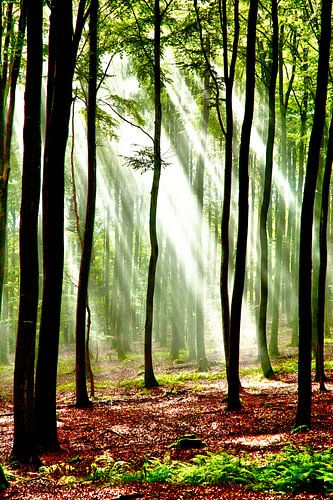 A glimmer of hope - full colour