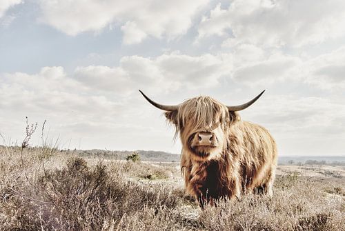 Schotse Hooglandkoe (Highland Cow) op de Heide