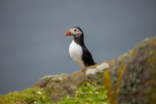 Papegaaiduiker, Fratercula arctica. Schotse kust.