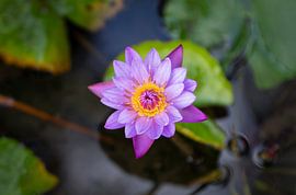 asiatische Seerose von picsbyronenvief