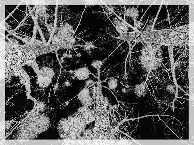 Mistletoe by Rob Boon