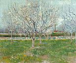 Blühender Pfirsichbaum - Vincent van Gogh von 1000 Schilderijen Miniaturansicht