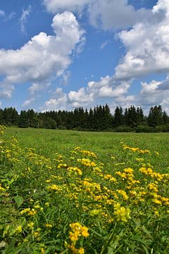 A field of wildflowers by Claude Laprise