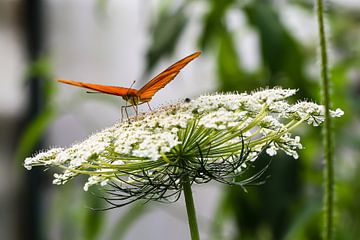 Oranje vlinder klaar voor vertrek van STEVEN VAN DER GEEST