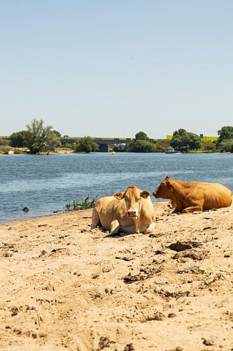 Kühe entlang der Maas.
