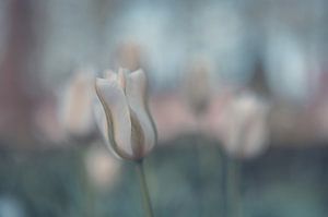 Blumen Teil 124