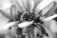 show your heart by Alain Deflou thumbnail