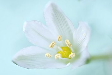 Schöne Blume vor einem weichen Hintergrund von Gianni Argese