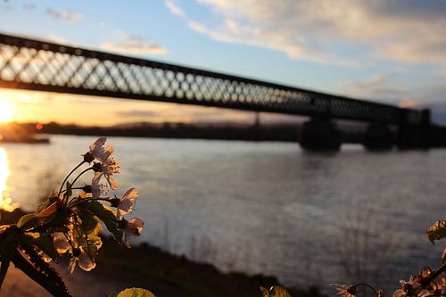 Cherry blossom on the Rhine