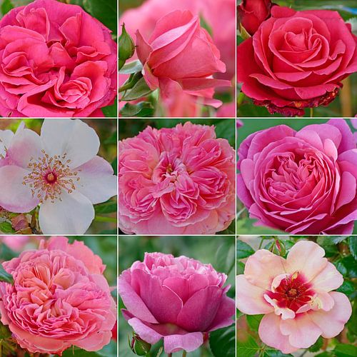 Je mist iets zonder rozen van christine b-b müller