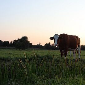Vache hollandaise au coucher du soleil sur Wouter van den Broek