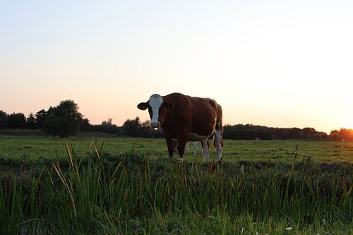 Niederländische Kuh bei Sonnenuntergang
