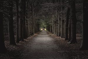 Un chemin vers la lumière dans une forêt sombre et effrayante sur Jan Hermsen