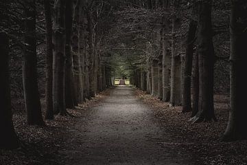 Pfad zum Licht in einem dunklen, unheimlichen Wald von Jan Hermsen