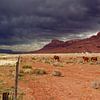Chevaux dans le désert d'Escalante National Monument sur Jos van den Berg