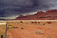 Horses in the desert of Escalante National Monument