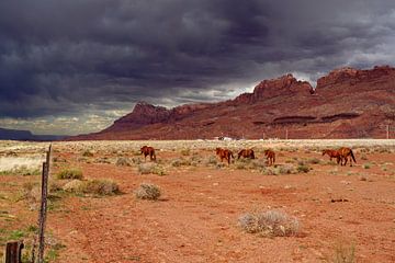 Paarden in de woestijn van Escalante National Monument van Jos van den berg