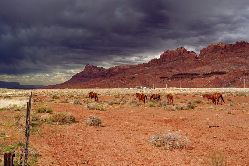 Pferde in der Wüste des Escalante National Monument von Jos van den Berg