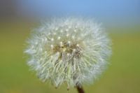 Fluffball