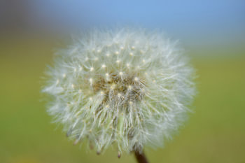 Fluffball