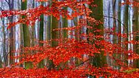 Beech-Craft (Beech in red autumn colours) by Caroline Lichthart thumbnail